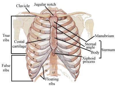 Xiphoid-process-Picture